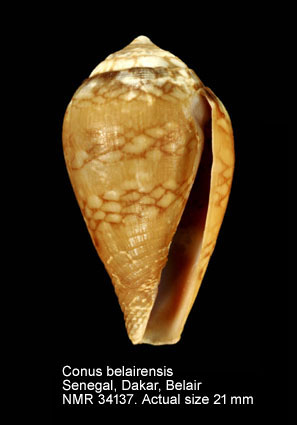 Conus belairensis.jpg - Conus belairensisPin & Leung Tack in Pin,1989